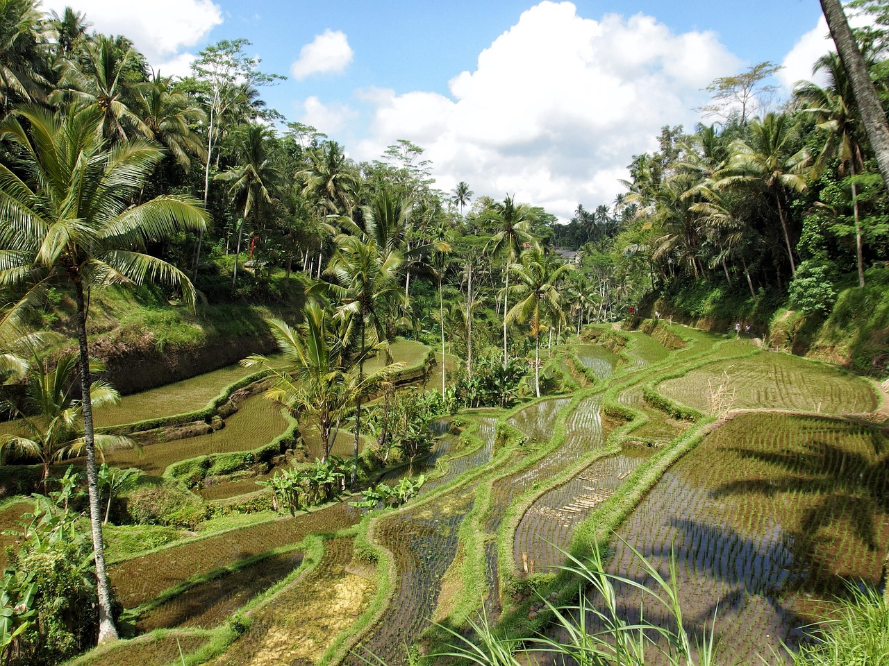 rice, paddy field, nature, ubud, bali, field, agriculture, plant, jungle, green, cultivate, biological, ubud, ubud, ubud, ubud, ubud